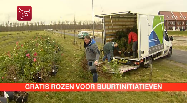 Verhuizen rozen op Omroep Flevoland