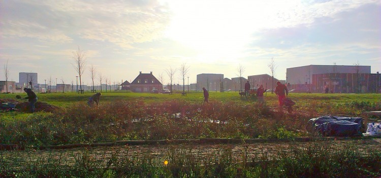Houtsnippers tussen de rozen
