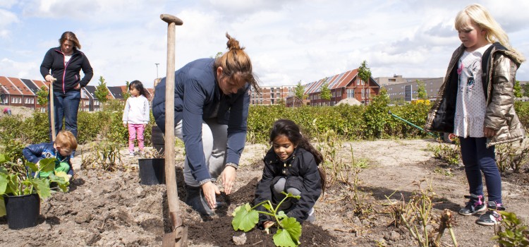 Kinderen planten courgettes